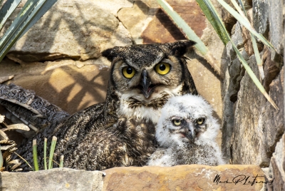 Athena Great Horned Owl 2025